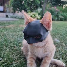 Bat Cat Mask Pet Toy